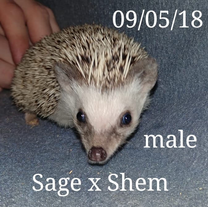 Buy A Hedgehog From Hedgehog Valley