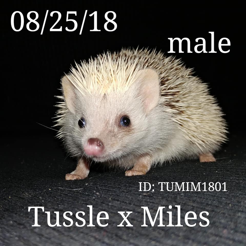 Buy A Hedgehog From Hedgehog Valley