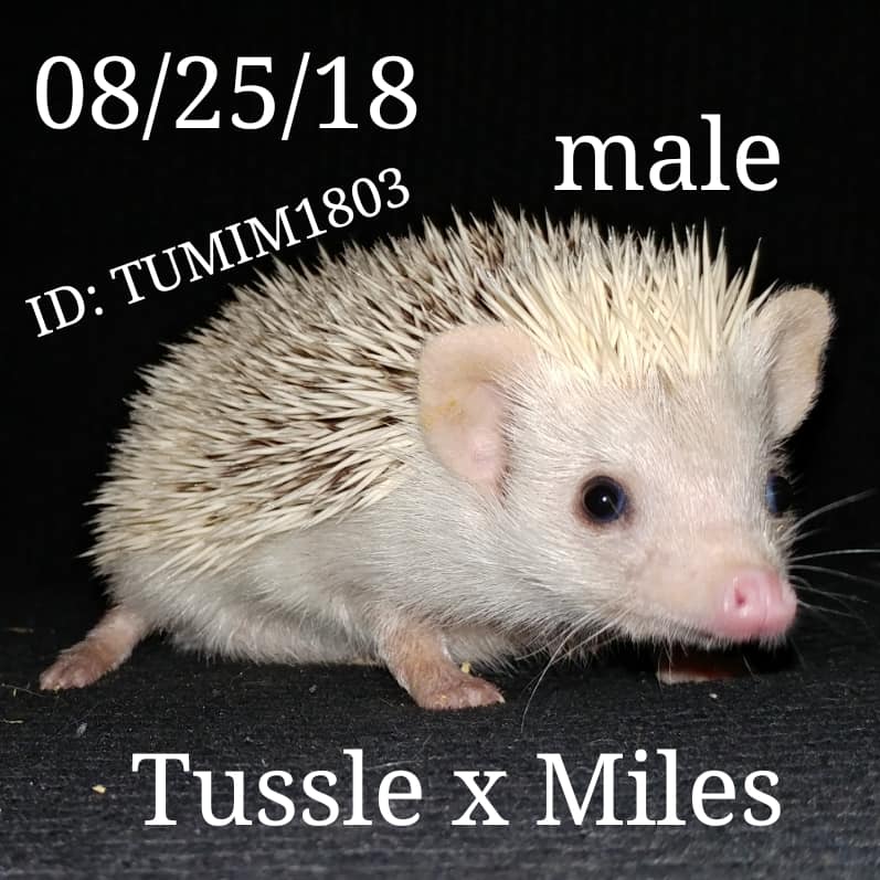 Buy A Hedgehog From Hedgehog Valley