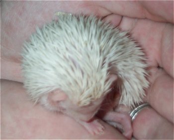 Hedgehog Self Anointing