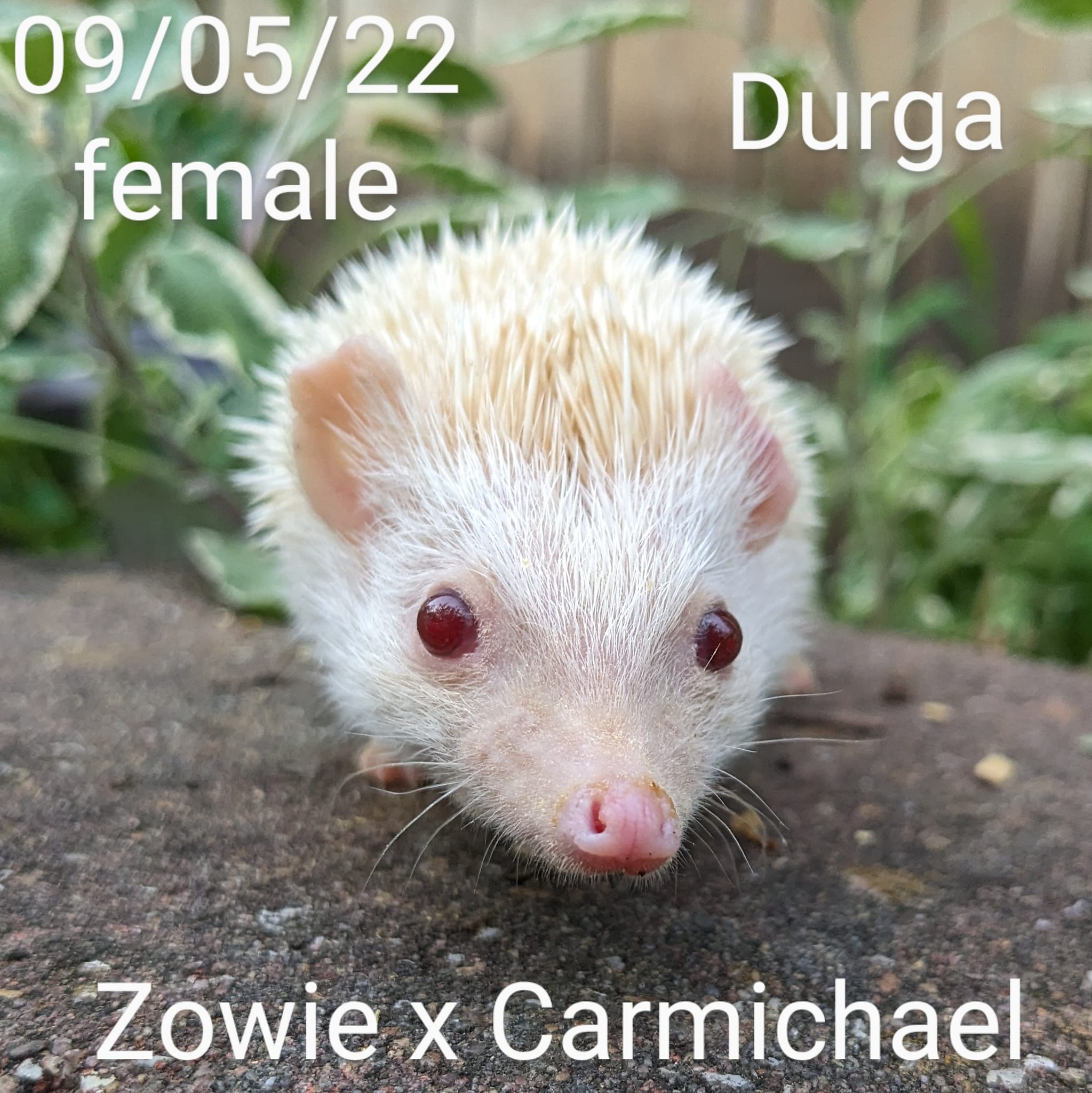 Buy A Hedgehog From Hedgehog Valley